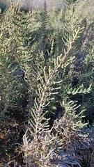 Mediterranean saltwort (Halocnemum strobilaceum)