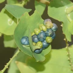 Wild buckwheat (Ampelygonum perfoliatum)