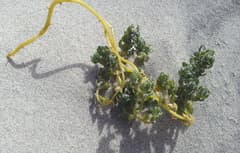 Holloway's saltbush (Atriplex hollowayi)