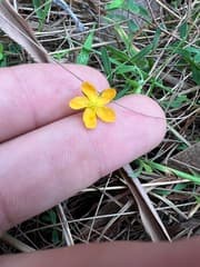 Small St. John's Wort (Hypericum gramineum)