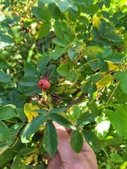 Rugosa Rose (Rosa rugosa)