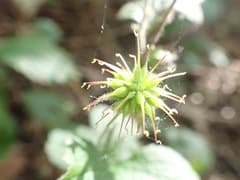 Water Avens (Geum rivale)