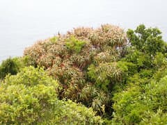 Fitzgerald's Dragonwood (Dracophyllum fitzgeraldii)
