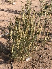 Reseda (Oligomeris linifolia)