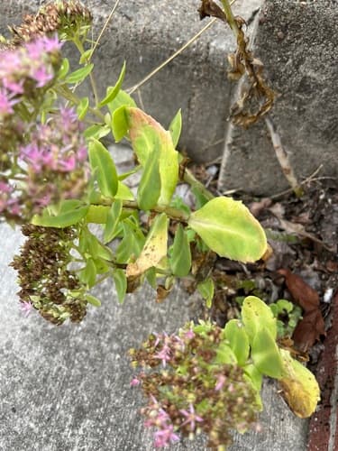 Stonecrop (Sedum spectabile)