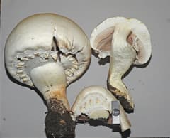 Horse mushroom (Agaricus arvensis)
