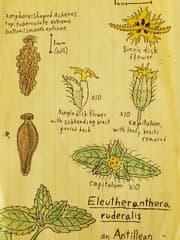 False ageratum (Eleutheranthera)