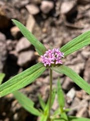 Desert Rose (Crusea)