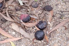 Burdekin Plum (Pleiogynium timoriense)