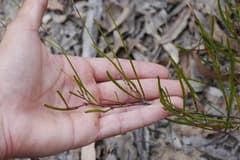 Granite Wattle (Acacia granitica)