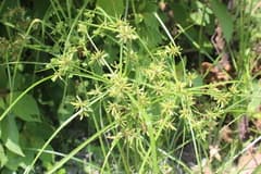 Yellow Nutsedge (Cyperus ochraceus)