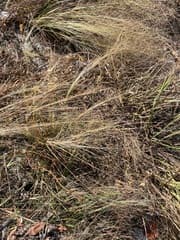 Elliott's lovegrass (Eragrostis elliottii)