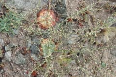 Jewel Orchid (Bukiniczia)