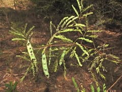 Acacia latifolia (Acacia attenuata)