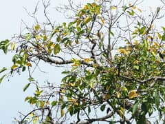 Sebesten (Cordia dichotoma)