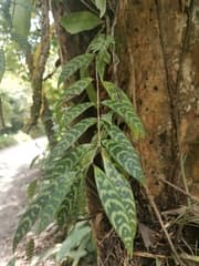 Zebra Plant (Aeschynanthus marmoratus)