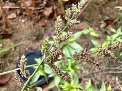 Jungle Rice (Echinochloa colona)