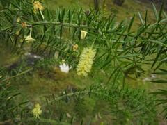 Acacia latifolia (Acacia latifolia)