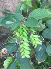 Butterfly Bush (Flemingia strobilifera)
