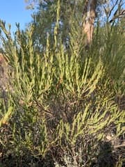Narrow-leaved Wattle (Acacia centrinervia)