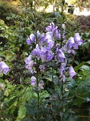 Carmichael's Monkshood (Aconitum carmichaelii)