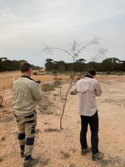Acacia chamaeleon (Acacia chamaeleon)