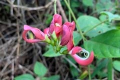 Pink Groundnut (Apios carnea)