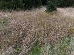 Hairy Reed Grass (Calamagrostis villosa)