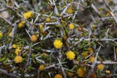 Dwarf Acacia (Acacia diminuta)