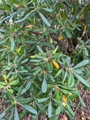 Japanese Pittosporum (Pittosporum tobira)