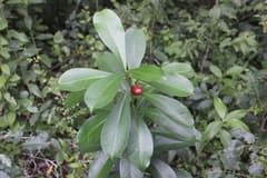 Hawaiian Ti Plant (Ahouai)
