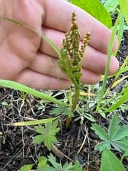 Daisy-leaf Grape Fern (Botrychium matricariifolium)