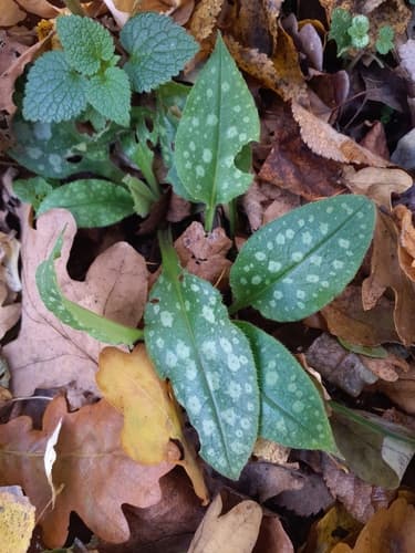 Lungwort (Pulmonaria saccharata)