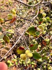 Lebombo Ironwood (Androstachys johnsonii)