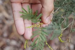Wattle (Acacia loroloba)