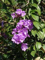 Garlic Trumpet Vine (Adenocalymma alliaceum)
