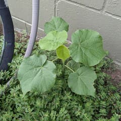 Velvetleaf (Abutilon avicennae)