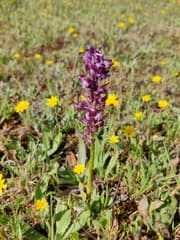 Bug Orchid (Anacamptis coriophora)