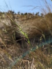 Rough Anthosachne (Anthosachne scabra)