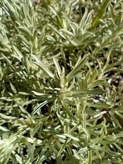Watercress (Berroa)