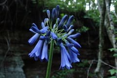Drooping Agapanthus (Agapanthus inapertus)