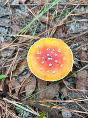 Peach-colored fly agaric (Amanita persicina)