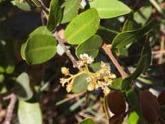 Boxleaf abrahamia (Abrahamia buxifolia)