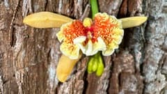 Vanilla orchid (Pseudovanilla)