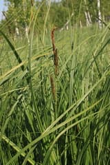 Greater Tussock Sedge (Carex elata)