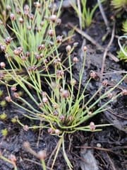 Shore Rush (Juncus tenageia)
