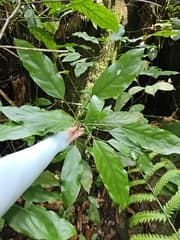 None known (Claoxylon longifolium)