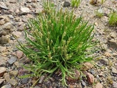 Sea Plantain (Plantago maritima)