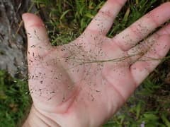 Annual Hair Grass (Aira caryophyllea)