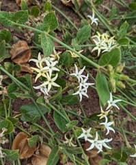 Orthanthera multicaulis (Orthanthera)